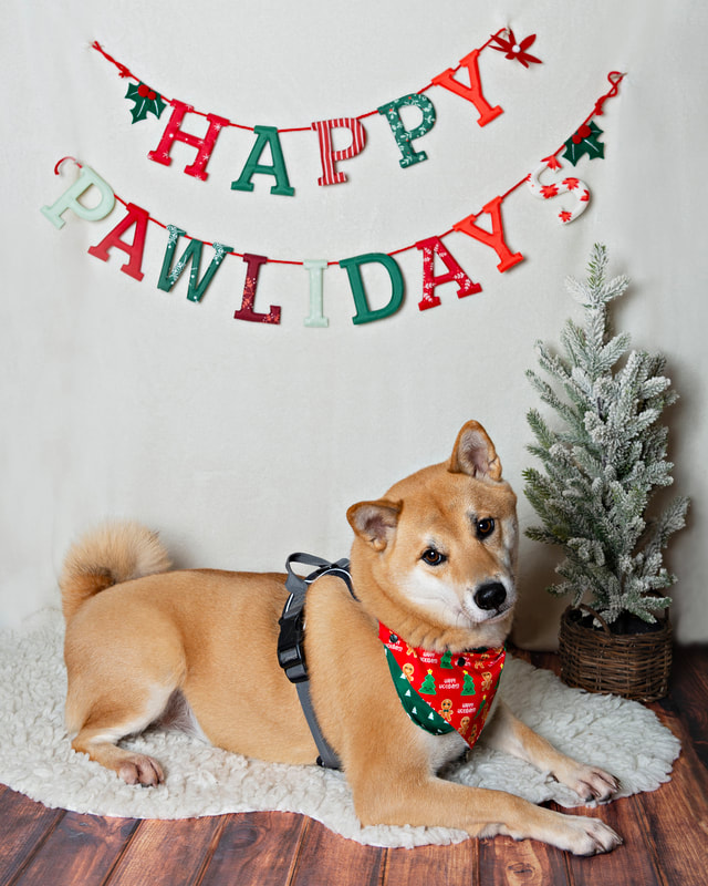 Photo of a light brown Shiba Inu dog in front of a white background that says Happy Pawlidays. It sits next to a snow-covered pine tree prop.