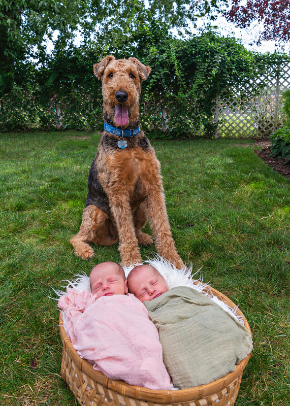 photo of an airedale terrier standing behind a basket which holds newborn baby twins, one boy wrapped in a green wrap, and one girl wrapped in a pink wrap