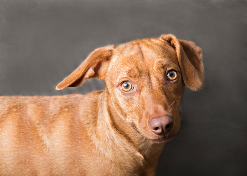 photo of a copper colored dachshund pit bull mix dog standing in front of a dark grey paper background in a photo studio looking at the camera
