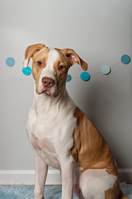 photo of a copper and white pit bull mix dog sitting on a blue fur blanket in a photo studio in front of a blue banner on the wall behind him