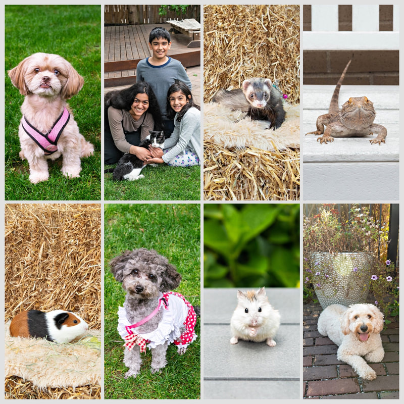Color photo collage of many photos of pets: dogs, a cat and its family, a ferret, a guinea pig, a hamster and a bearded dragon. All photos were taken by Laura Pea Photography, a Long Island pet photographer. 