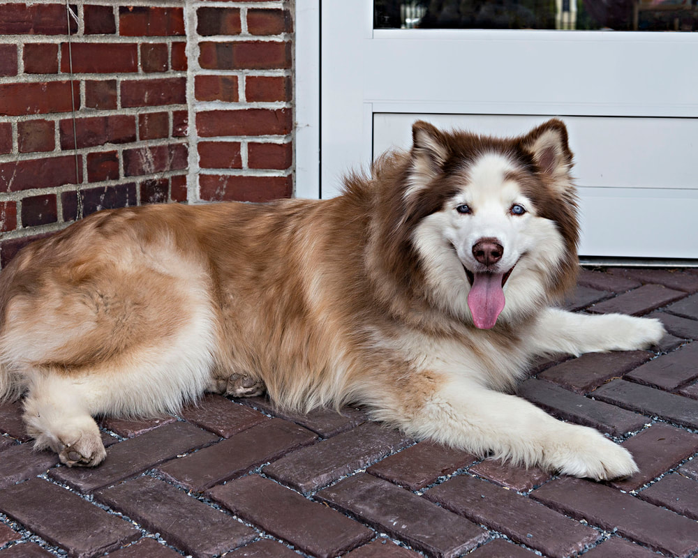 Photo of a large brown Alaskan Husky breed dog laying in a brick courtyard