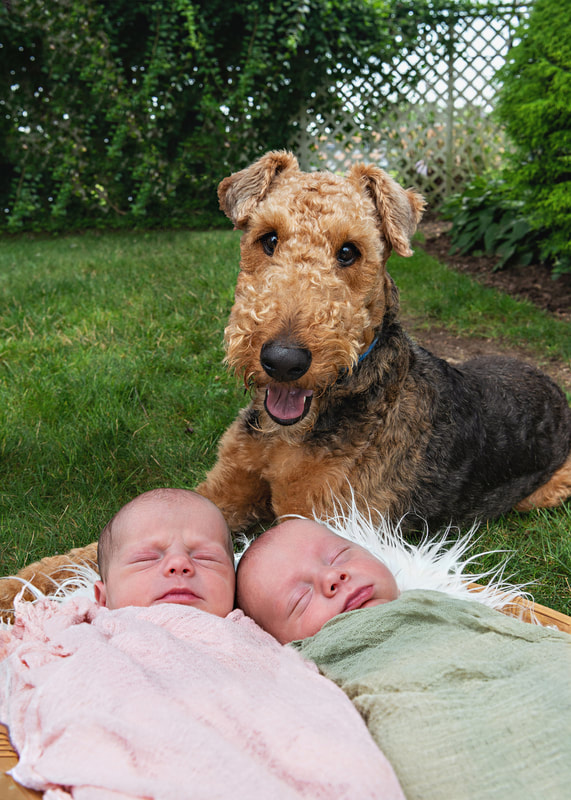 photo of an airedale terrier dog smiling at the camera sitting above newborn twins, a baby boy and a baby girl who are wrapped up in cheescloth wraps laying in a basket
