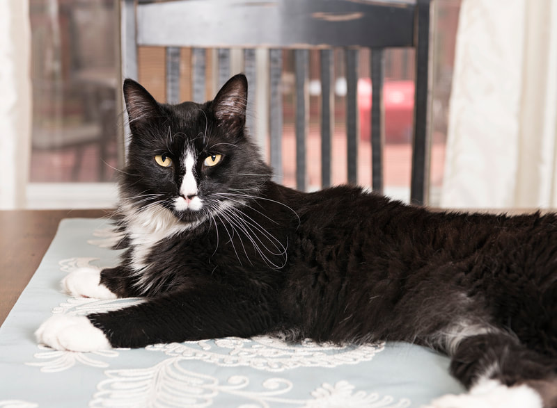 Photo of a long-haired black and white domestic house cat laying on a dining room table 