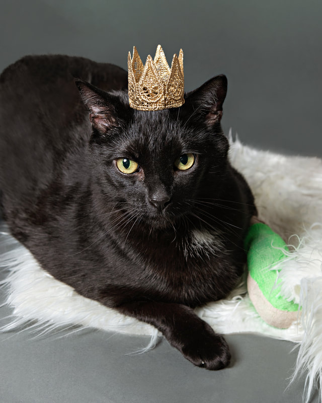 photo of a black cat wearing a gold lace crown laying on a white fur rug against a dark grey background in a photo studio