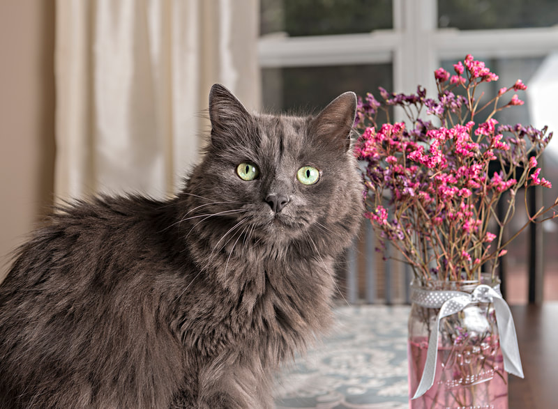 Photo of a long-haired grey domestic house cat with green eyes sitting on a dining room table next to a vase with pink flowers