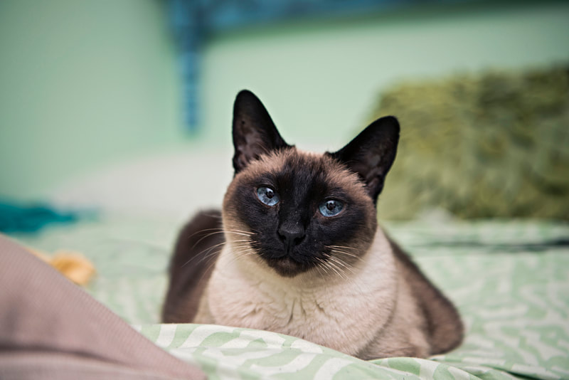 Photo of a Siamese cat laying on a bed looking at the camera 