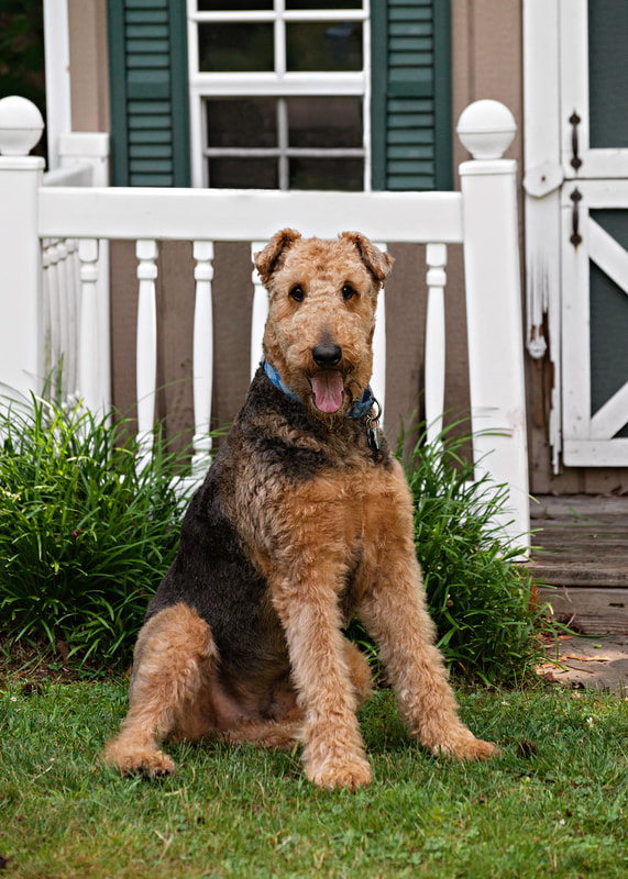 Photo of a large Airedale Terrier dog sitting on the grass in front of a kid's playhouse