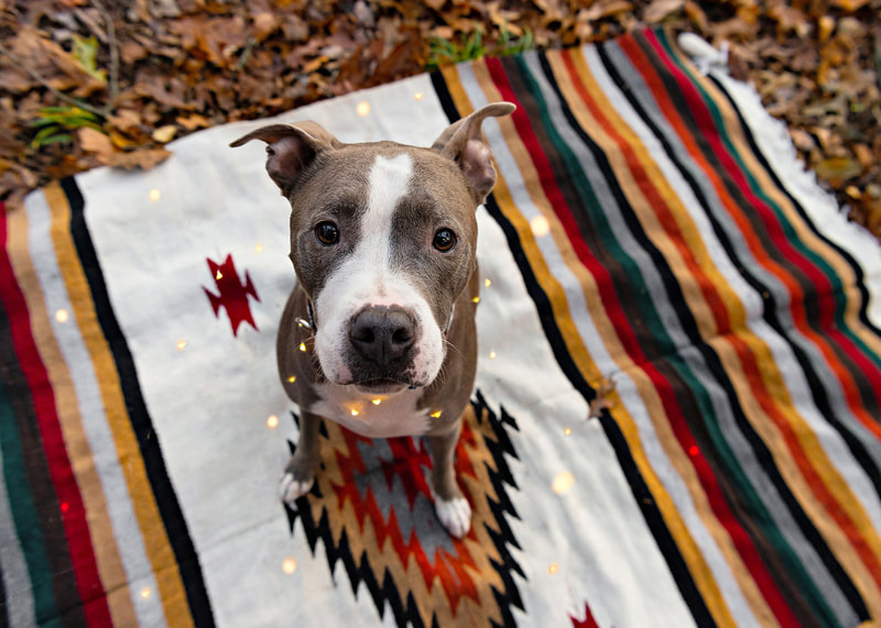 Photo of a pit bull dog looking up at the camera while sitting on a beautiful rug in the woods. He is surrounded by fairy lights. 