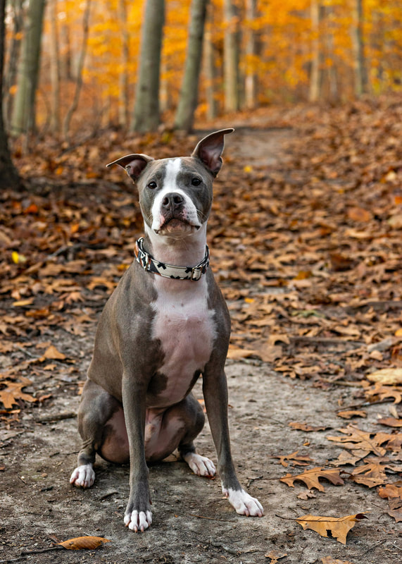 Photo of a pit bull dog sitting on a path in the woods among the orange and red fall leaves 