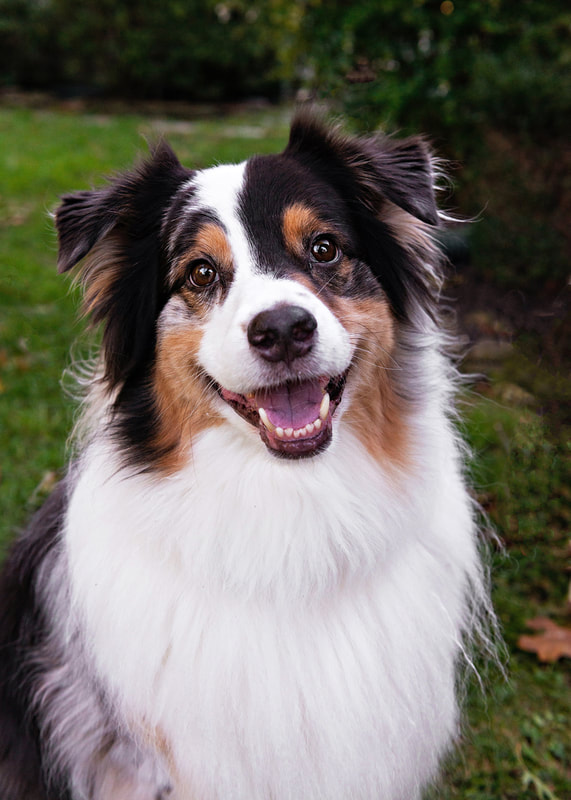 Photo of a black, white and brown Australian Shepherd dog sitting in his back yard looking at the camera with a grin on his face 