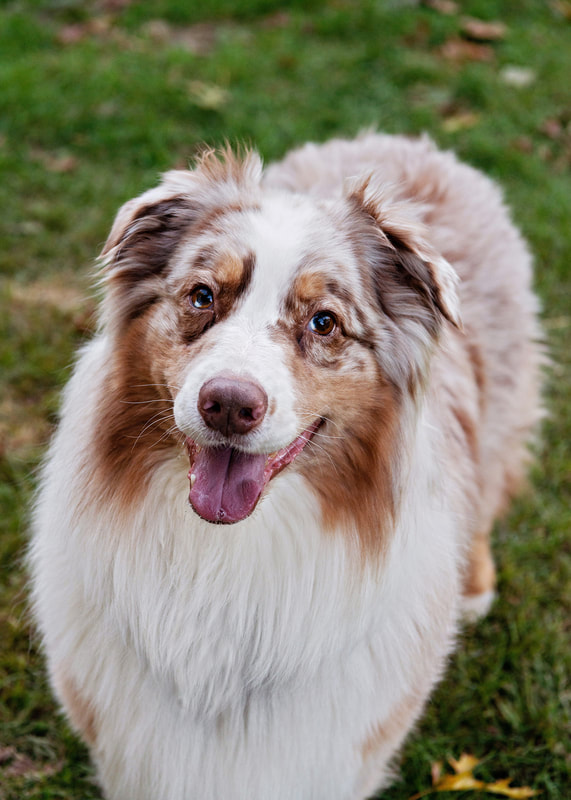 Photo of a red merle Australian shepherd dog looking up at the camera with a grin on his face. He is standing in his yard.
