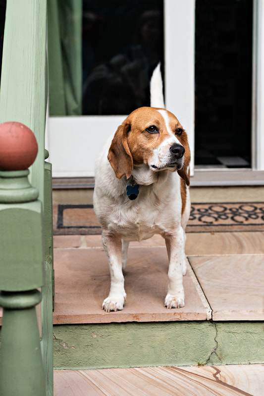 Photo of a medium-sized beagle dog standing on a set of steps. He looks to the side. 