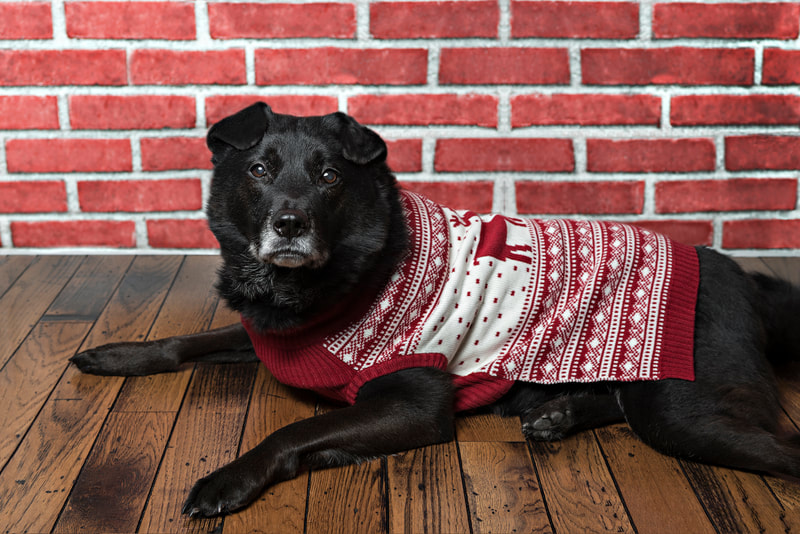 photo of a black labrador chow chow mix dog laying on a wood floor against a red brick backdrop in a photo studio. He wears a red and white Fair Isle knit sweater.