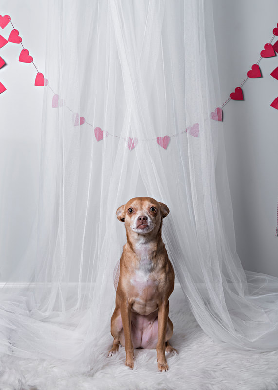A copper brown and white Chihuahua mix dog standing in a photo studio against a white tulle background and a heart banner