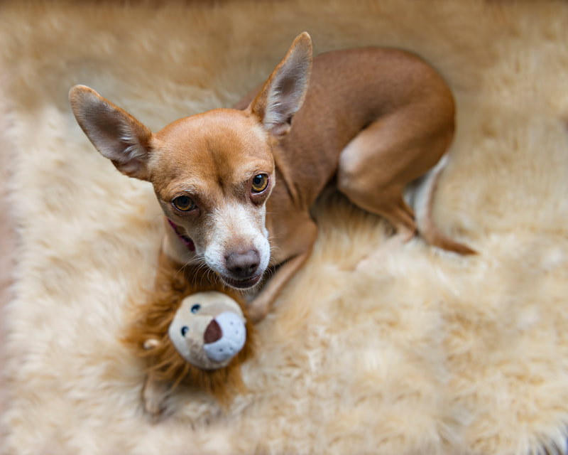 photo of a copper brown and white chihuahua mix dog looking up at the camera while laying with a lion dog toy. She is on a light brown furry rug