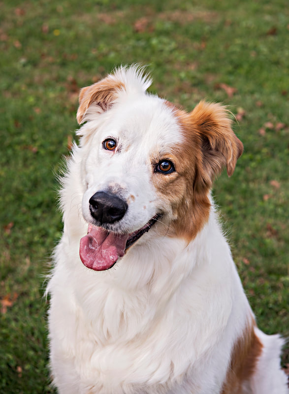 Photo of a brown and white collie mix dog looking up at the camera with a grin on his face