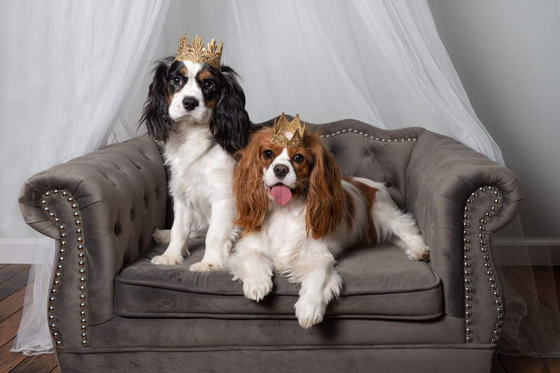 Photo of two cockalier spaniel dogs (a mix of Cocker Spaniel and Cavalier King Charles Spaniel) sitting and laying on a grey chaise lounge dog bed against a tulle white background in a photo studio. They are both wearing gold lace crowns on their heads. 