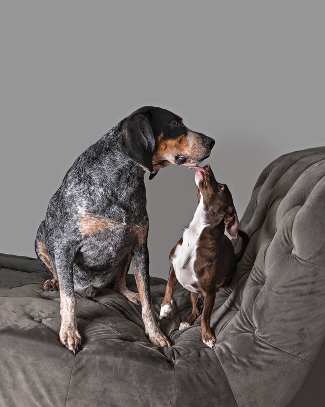 photo of a very tiny brown and white tripod chihuahua mix dog looking up kissing a very large Bluetick Coonhound dog while they are both sitting on a grey chaise lounge in a photo studio