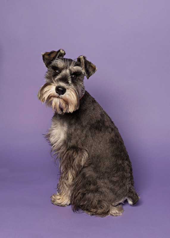 photo of a miniature schnauzer dog sitting on a purple paper backdrop looking at the camera in a photo studio