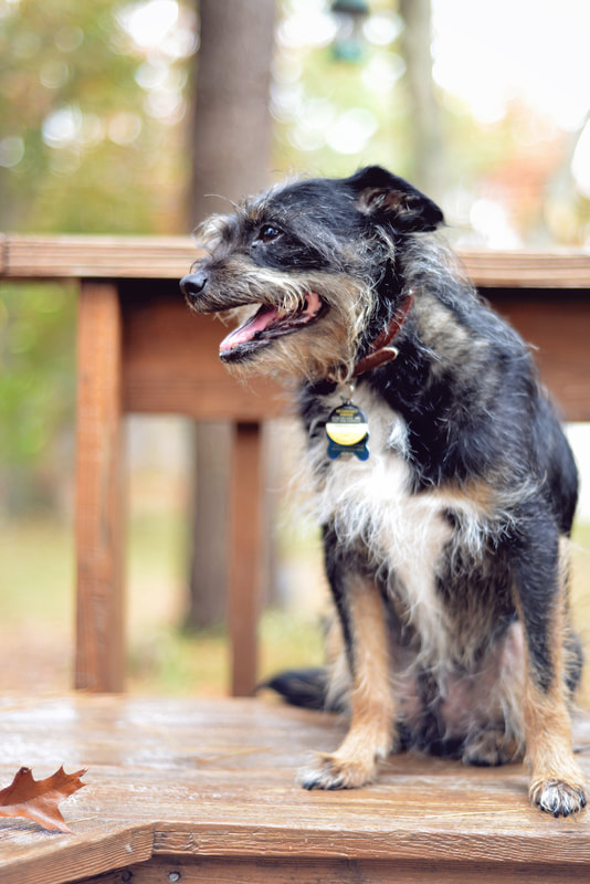 photo of a wiry haired Jack Russell Terrier mix dog sitting outdoors on a wooden deck, looking to the side with his mouth open in a grin