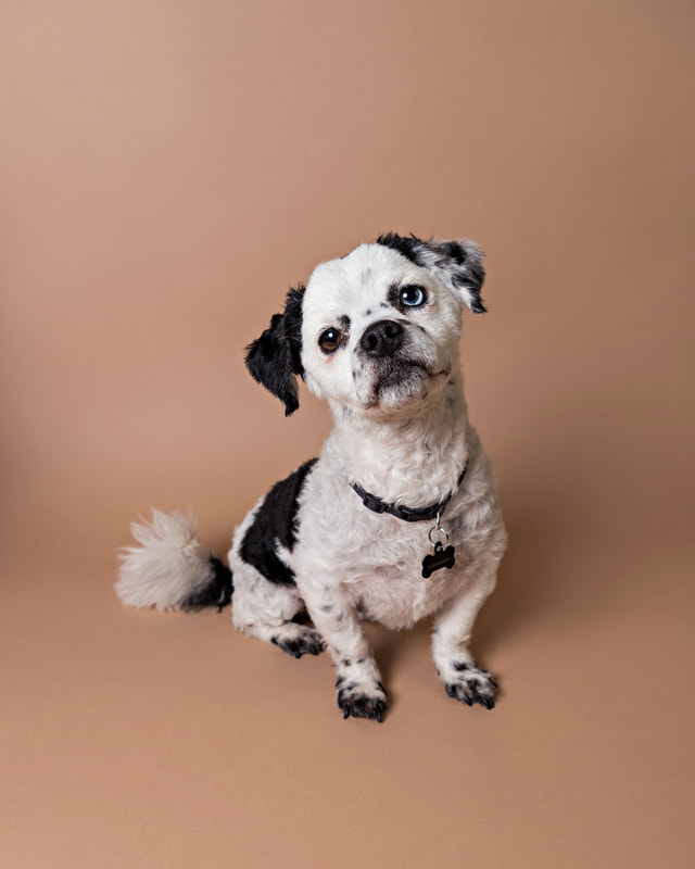 photo of a small black and white mutt dog standing on a light brown paper backdrop in a photo studio. He has two different colored eyes, one blue and one brown