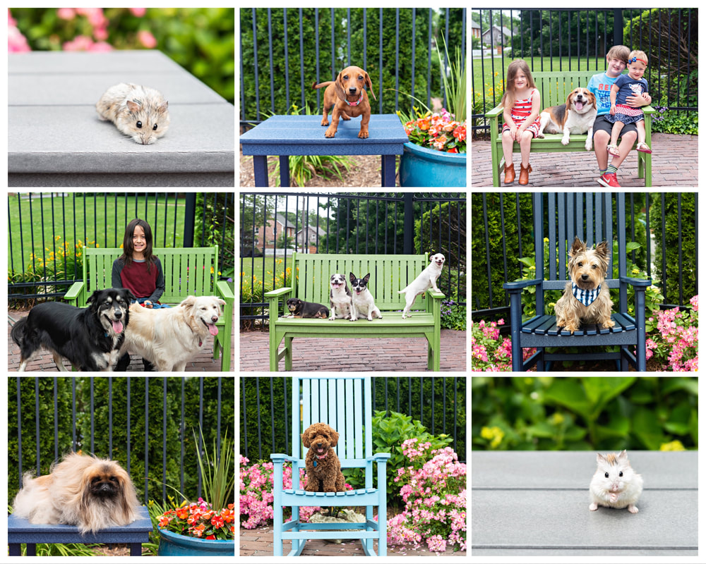 Photo collage of photos of dogs, hamsters, and their families