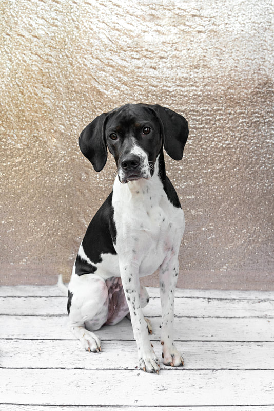 A color photo of a black and white hound mix dog against a champagne colored sequin backdrop. She is sitting on a white wooden floor. The photo is by Laura Pea Photography, a Long Island pet photographer.