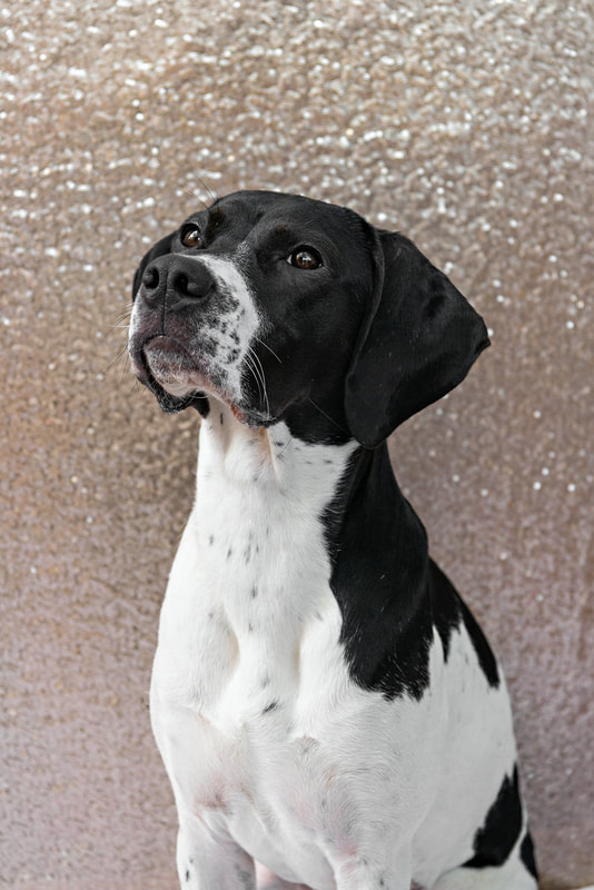 A color photo of a black and white hound mix dog against a champagne colored sequin backdrop. The photo is by Laura Pea Photography, a Long Island pet photographer.