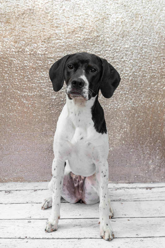 A color photo of a black and white hound mix dog against a champagne colored sequin backdrop. She is sitting on a white wooden floor. The photo is by Laura Pea Photography, a Long Island pet photographer.