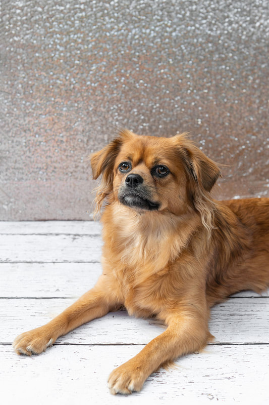A color photo of a copper red colored long haired chihuahua mix dog against a champagne colored sequin backdrop. She is laying down on a white wooden floor and looking slightly up and to the side. The photo is by Laura Pea Photography, a Long Island pet photographer.