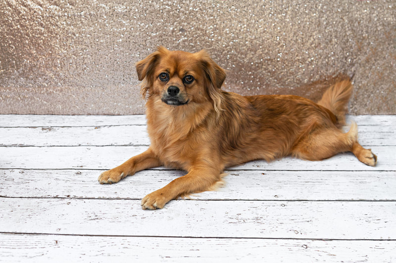 A color photo of a copper red colored long haired chihuahua mix dog against a champagne colored sequin backdrop. She is laying down on a white wooden floor. The photo is by Laura Pea Photography, a Long Island pet photographer.