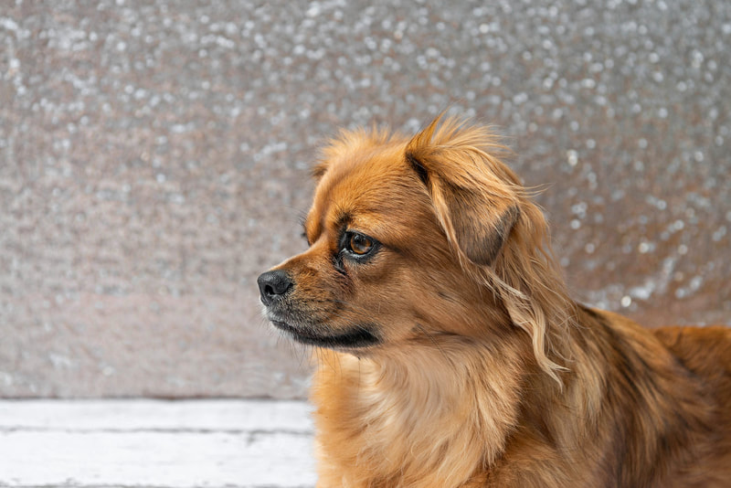A color photo of a copper red colored long haired chihuahua mix dog against a champagne colored sequin backdrop. She is laying down on a white wooden floor looking to the side and is shown in profile. The photo is by Laura Pea Photography, a Long Island pet photographer.