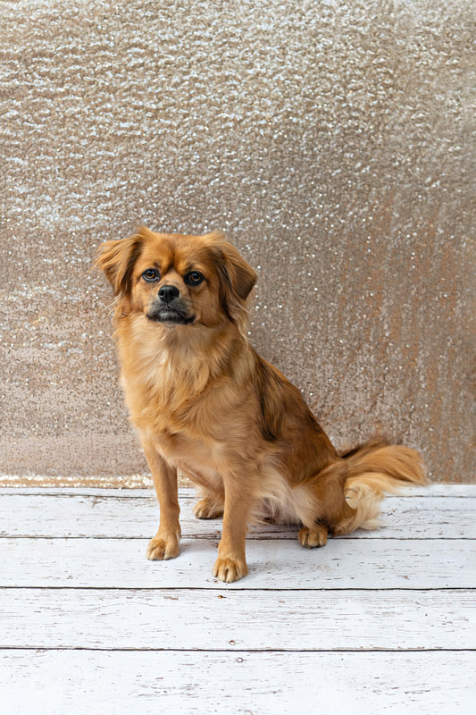 A color photo of a copper red colored long haired chihuahua mix dog against a champagne colored sequin backdrop. She is sitting down on a white wooden floor. The photo is by Laura Pea Photography, a Long Island pet photographer.