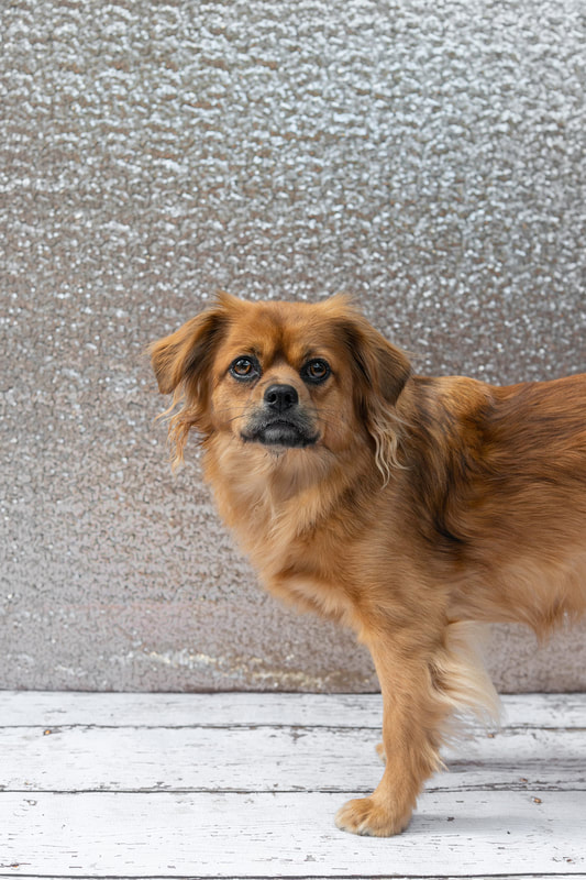 A color photo of a copper red colored long haired chihuahua mix dog against a champagne colored sequin backdrop. She is standing on a white wooden floor. The photo is by Laura Pea Photography, a Long Island pet photographer.