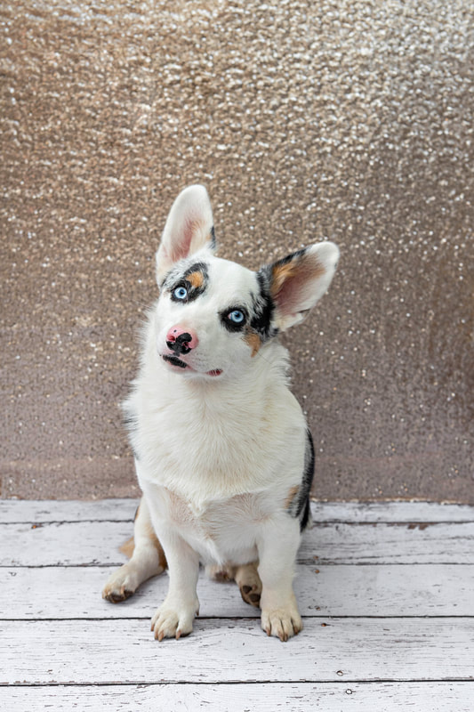 A color photo of a black brown and white Corgi dog with blue eyes against a champagne colored sequin backdrop. He is sitting on a white wooden floor tilting his head looking at the camera. The photo is by Laura Pea Photography, a Long Island pet photographer.