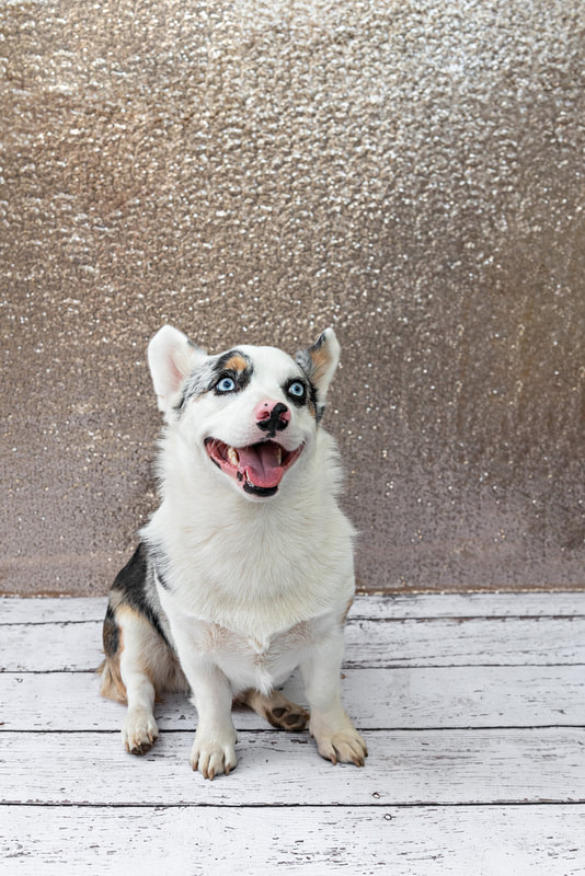 A color photo of a black brown and white Corgi dog with blue eyes against a champagne colored sequin backdrop. He is sitting on a white wooden floor looking up and to the side. The photo is by Laura Pea Photography, a Long Island pet photographer.