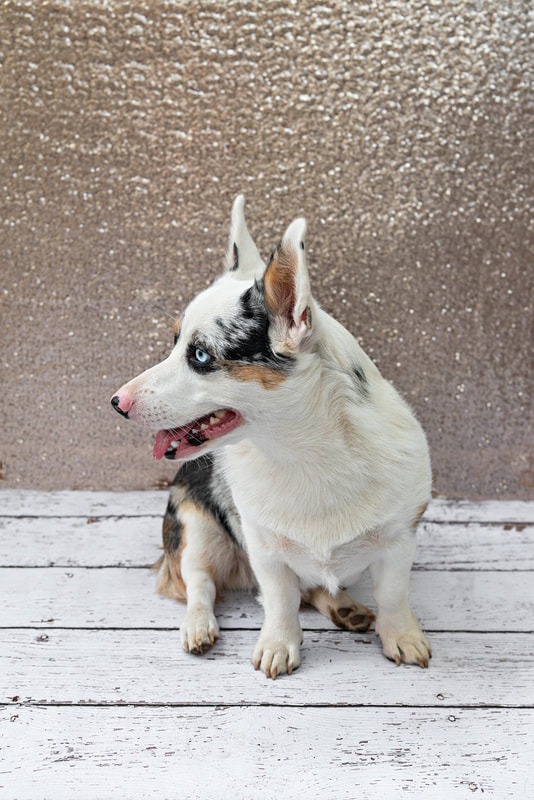 A color photo of a black brown and white Corgi dog with blue eyes against a champagne colored sequin backdrop. He is sitting on a white wooden floor looking to the side. The photo is by Laura Pea Photography, a Long Island pet photographer.