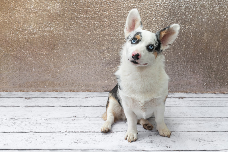 A color photo of a black brown and white Corgi dog with blue eyes against a champagne colored sequin backdrop. He is sitting on a white wooden floor. The photo is by Laura Pea Photography, a Long Island pet photographer.