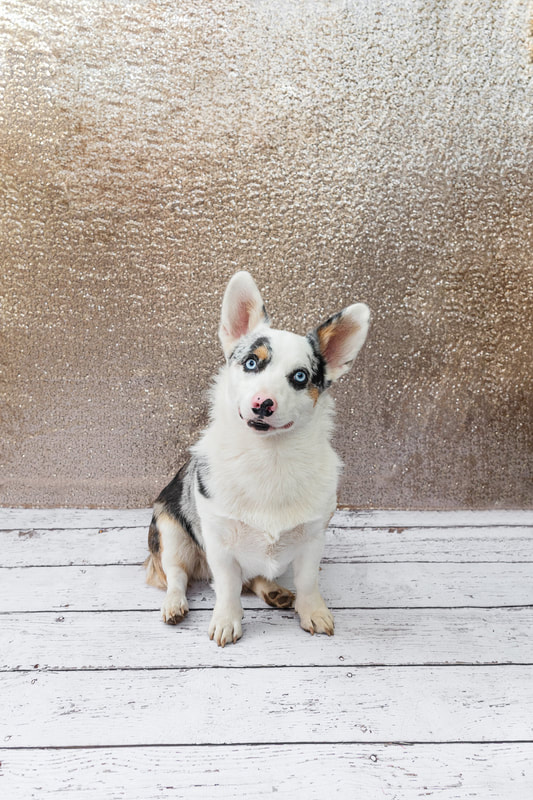 A color photo of a black brown and white Corgi dog with blue eyes against a champagne colored sequin backdrop. He is sitting on a white wooden floor looking at the camera. The photo is by Laura Pea Photography, a Long Island pet photographer.
