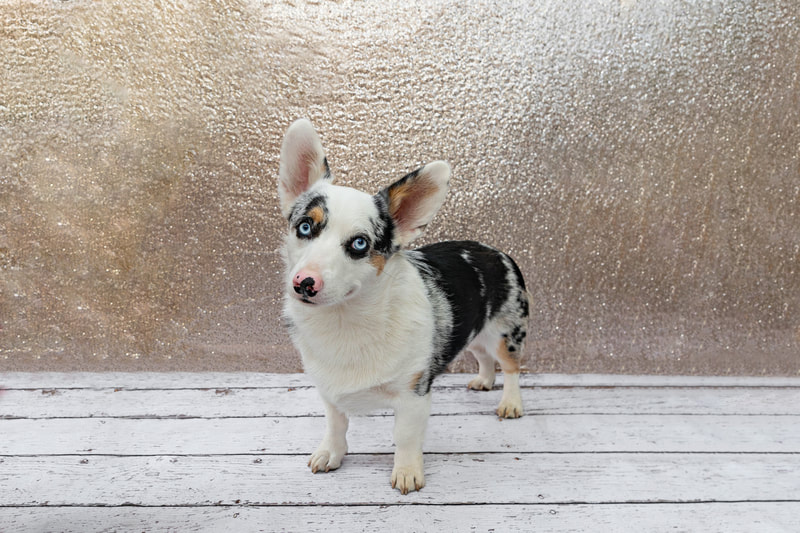 A color photo of a black brown and white Corgi dog with blue eyes against a champagne colored sequin backdrop. He is standing on a white wooden floor looking at the camera. The photo is by Laura Pea Photography, a Long Island pet photographer.