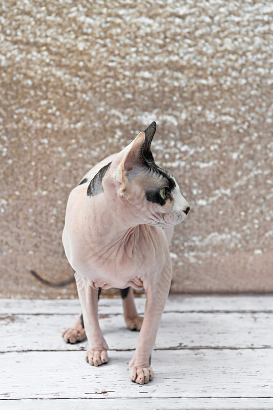 A color photo of a bald hairless Sphynx cat with black spots against a champagne colored sequin backdrop. She is standing on a white wooden floor. The photo is by Laura Pea Photography, a Long Island pet photographer.
