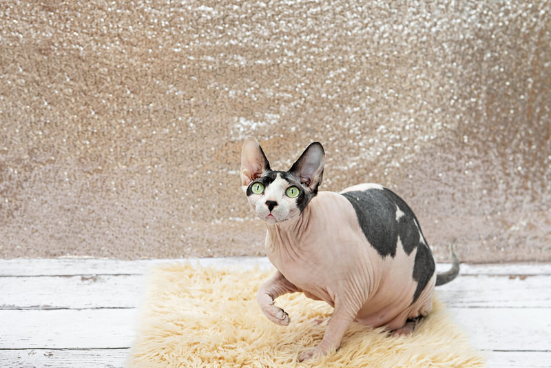 A color photo of a bald hairless Sphynx cat with black spots against a champagne colored sequin backdrop. She is sitting down on a cream furry rug on a white wooden floor. The photo is by Laura Pea Photography, a Long Island pet photographer.
