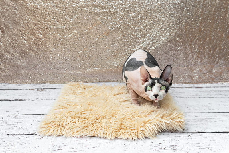 A color photo of a bald hairless Sphynx cat with black spots against a champagne colored sequin backdrop. She is laying down on a cream furry rug on a white wooden floor. The photo is by Laura Pea Photography, a Long Island pet photographer.