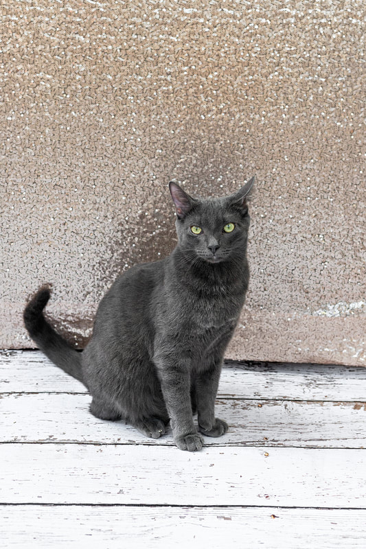 A color photo of a gray Russian blue breed cat against a champagne colored sequin backdrop. He sits on a white wooden floor. The photo is by Laura Pea Photography, a Long Island pet photographer.