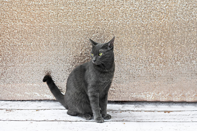 A color photo of a gray Russian blue breed cat against a champagne colored sequin backdrop. He sits on a white wooden floor and is looking off to the side. The photo is by Laura Pea Photography, a Long Island pet photographer.