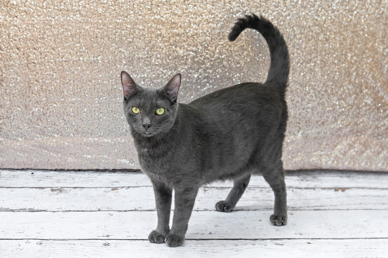 A color photo of a gray Russian blue breed cat against a champagne colored sequin backdrop. He stands on a white wooden floor and is looking at the camera. The photo is by Laura Pea Photography, a Long Island pet photographer.