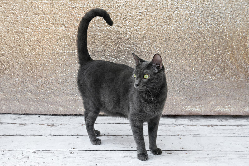 A color photo of a gray Russian blue breed cat against a champagne colored sequin backdrop. He stands on a white wooden floor and is looking to the side. The photo is by Laura Pea Photography, a Long Island pet photographer.