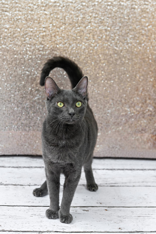 A color photo of a gray Russian blue breed cat against a champagne colored sequin backdrop. He stands on a white wooden floor and is looking up. The photo is by Laura Pea Photography, a Long Island pet photographer.