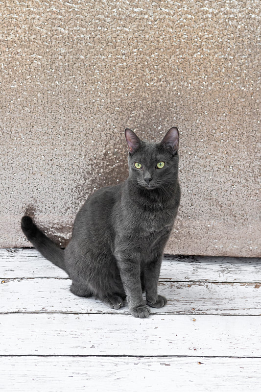 A color photo of a gray Russian blue breed cat against a champagne colored sequin backdrop. He stands on a white wooden floor and is looking slightly off camera. The photo is by Laura Pea Photography, a Long Island pet photographer.